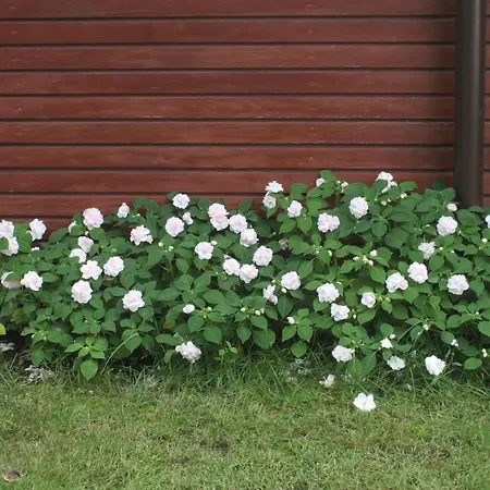 Uroki Natury * Lucien